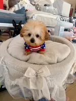 Itty bitty , a female Maltipoo and Poodle - Toy  for sale in Southfield, MI – 7 of 8
