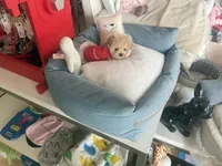 Momo, a male Maltipoo for sale in Southfield, MI – 1 of 5