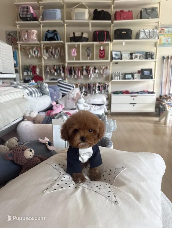 Rolo – Poodle - Toy  puppy for sale in Southfield, MI