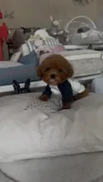 Redman , a male Poodle - Toy  for sale in Southfield, MI – 3 of 10