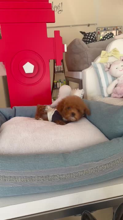 Rolo, a male Poodle - Toy  for sale in Southfield, MI – 3 of 4