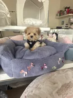 Momo, a male Maltipoo for sale in Southfield, MI – 2 of 5