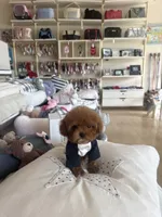 Redman , a male Poodle - Toy  for sale in Southfield, MI – 6 of 10