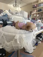 Itty bitty , a female Maltipoo and Poodle - Toy  for sale in Southfield, MI – 2 of 8