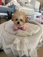Itty bitty , a female Maltipoo for sale in Southfield, MI – 1 of 2