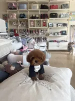 Rolo, a male Poodle - Toy  for sale in Southfield, MI – 4 of 4