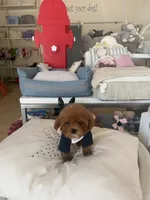 Redman , a male Poodle - Toy  for sale in Southfield, MI – 7 of 10