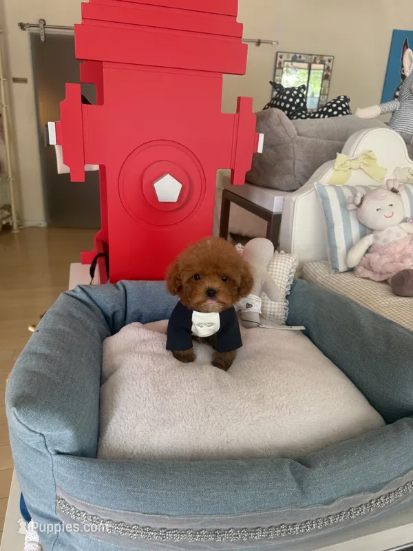 Redman  – Poodle - Toy  puppy for sale in Southfield, MI