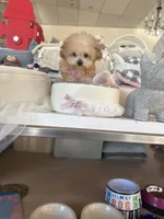Itty bitty , a female Maltipoo and Poodle - Toy  for sale in Southfield, MI – 5 of 8