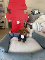 Redman , a male Poodle - Toy  for sale in Southfield, MI – 10 of 10
