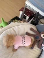 Itty bitty , a female Maltipoo for sale in Southfield, MI – 2 of 2