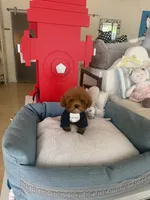 Rolo, a male Poodle - Toy  for sale in Southfield, MI – 2 of 4