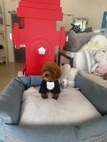 Redman , a male Poodle - Toy  for sale in Southfield, MI – 8 of 10