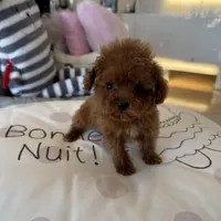 Bella, a female Poodle - Toy  for sale in Southfield, MI – Photo 8 of 8