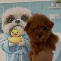 Bella, a female Poodle - Toy  for sale in Southfield, MI – Photo 3 of 8