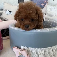 Bella, a female Poodle - Toy  for sale in Southfield, MI – Photo 5 of 8