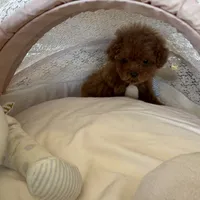 Bella, a female Poodle - Toy  for sale in Southfield, MI – Photo 4 of 8