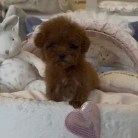 Bella, a female Poodle - Toy  for sale in Southfield, MI – Photo 2 of 8