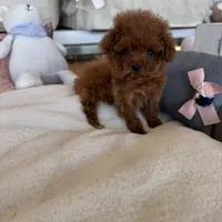 Bella, a female Poodle - Toy  for sale in Southfield, MI – Photo 1 of 8