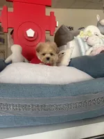 Momo, a male Maltipoo for sale in Southfield, MI – 5 of 5