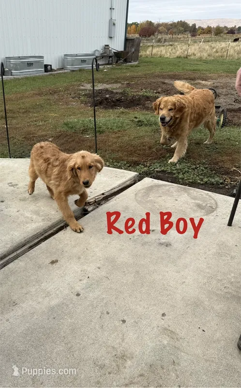 Red boy