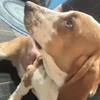 Clover and Higgins, a female Basset Hound for sale in Butler, PA – 7 of 9