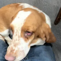 Clover and Higgins, a female Basset Hound for sale in Butler, PA – 3 of 9