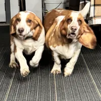 Clover and Higgins, a female Basset Hound for sale in Butler, PA – 1 of 9
