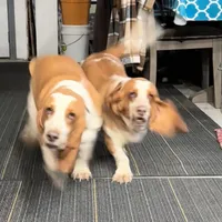 Clover and Higgins, a female Basset Hound for sale in Butler, PA – 8 of 9