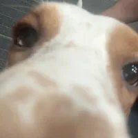 Clover and Higgins, a female Basset Hound for sale in Butler, PA – 2 of 9