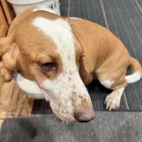 Clover and Higgins, a female Basset Hound for sale in Butler, PA – 6 of 9