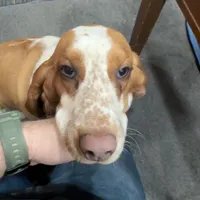 Clover and Higgins, a female Basset Hound for sale in Butler, PA – 4 of 9