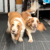 Clover and Higgins, a female Basset Hound for sale in Butler, PA – 5 of 9