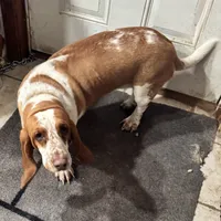 Clover and Higgins, a female Basset Hound for sale in Butler, PA – 9 of 9