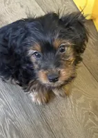 Remi Lee jr, a male Yorkshire Terrier for sale in Dayton, OH – Photo 2 of 2