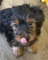 Remi Lee jr, a male Yorkshire Terrier for sale in Dayton, OH – Photo 1 of 2