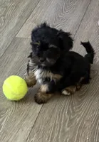 Sweetpea, a female Yorkshire Terrier for sale in Dayton, OH – Photo 1 of 2