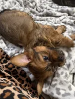 processed/71d3bcc9-30c5-4be2-afe0-aa0e3195ef96/listing/ddb3d926-d4dd-48fd-9278-47cf2fb7e2fe/6e40cf2d-d124-4280-8679-3a1020b68e02