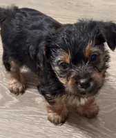 Reggi, a male Yorkshire Terrier for sale in Dayton, OH – Photo 1 of 2