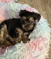 Reggi, a male Yorkshire Terrier for sale in Dayton, OH – Photo 2 of 2