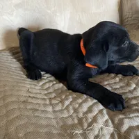 Orange, a female Labrador Retriever for sale in Sheridan, MI – Photo 3 of 3