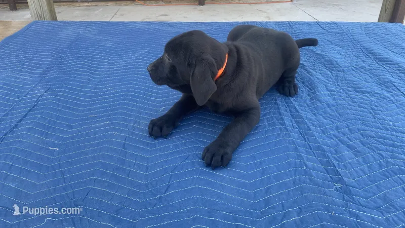 Orange – Labrador Retriever puppy for sale in Sheridan, MI