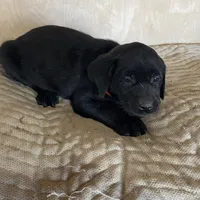 Orange, a female Labrador Retriever for sale in Sheridan, MI – Photo 1 of 3