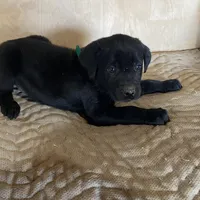 Lt Green, a female Labrador Retriever for sale in Sheridan, MI – Photo 1 of 3