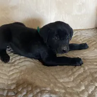 Lt Green, a female Labrador Retriever for sale in Sheridan, MI – Photo 2 of 3