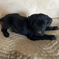 Lt Green, a female Labrador Retriever for sale in Sheridan, MI – Photo 3 of 3