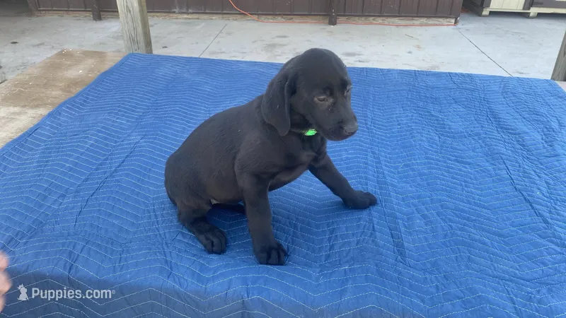 Lt Green – Labrador Retriever puppy for sale in Sheridan, MI