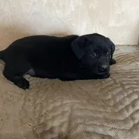 White, a male Labrador Retriever for sale in Sheridan, MI – Photo 2 of 3