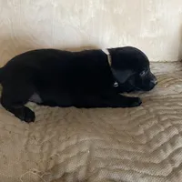 White, a male Labrador Retriever for sale in Sheridan, MI – Photo 1 of 3