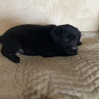 White, a male Labrador Retriever for sale in Sheridan, MI – Photo 3 of 3